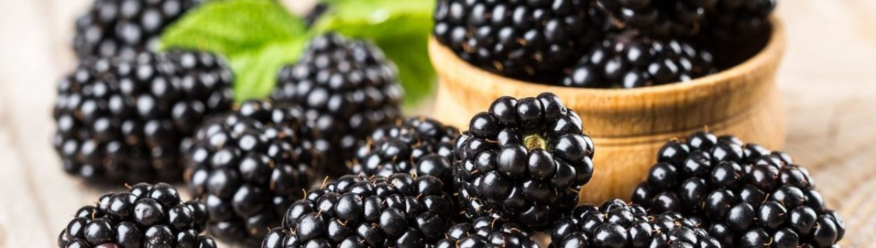 В Украине зарегистрировали новый сорт ежевики