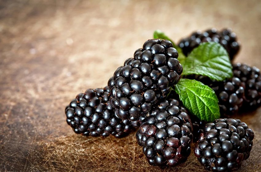 В Украине зарегистрировали новый сорт ежевики В Украине зарегистрировали новый сорт ежевики