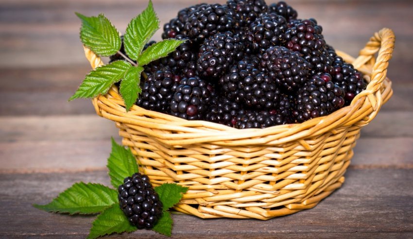 В Украине зарегистрировали новый сорт ежевики В Украине зарегистрировали новый сорт ежевики