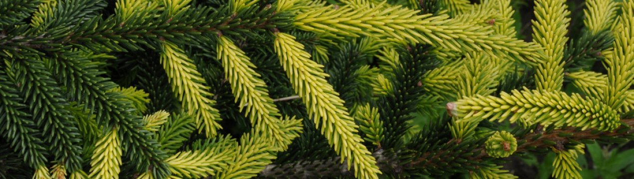 Описание ели восточной Ауреоспиката, посадка и уход