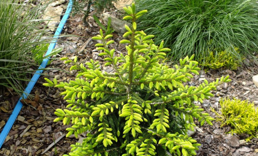 Ель Ауреоспиката Ель Ауреоспиката