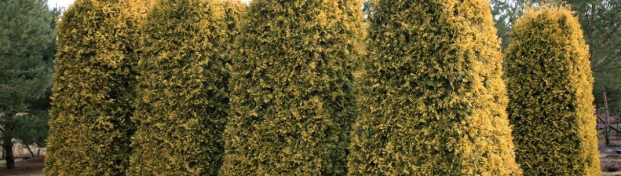 Туя западная Санкист: её описание и применение