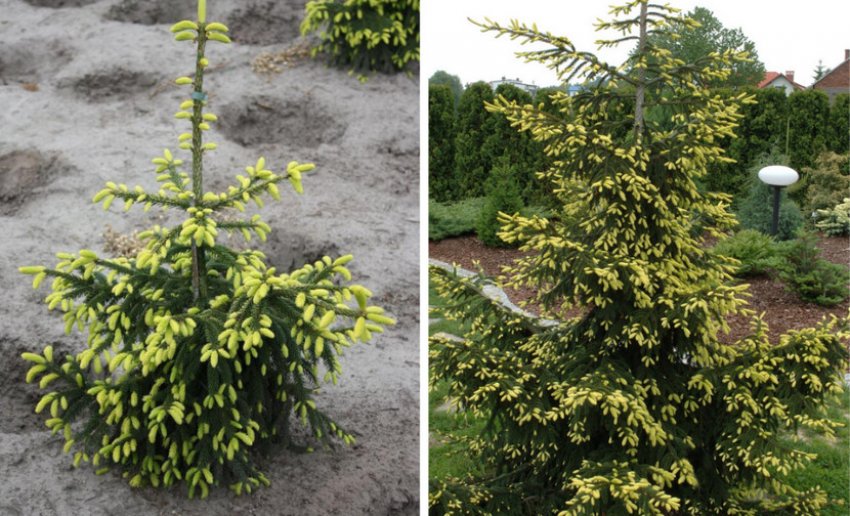 Ель Ауреоспиката Ель Ауреоспиката