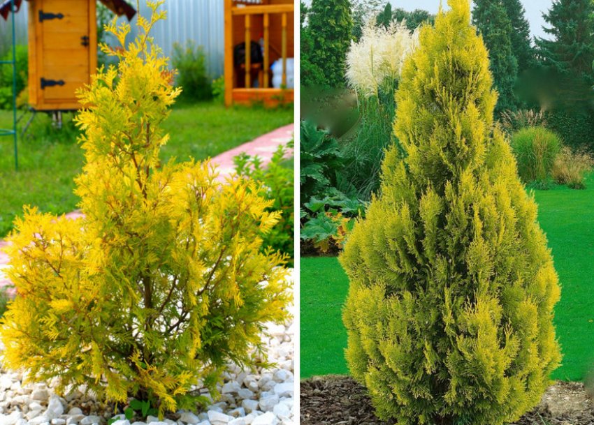 Туя в ландшафтном дизайне Туя в ландшафтном дизайне