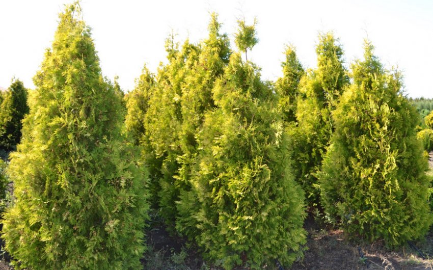 Здоровые туи Здоровые туи