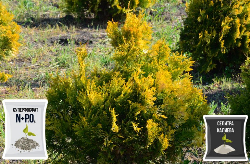 Подкормка туи Подкормка туи