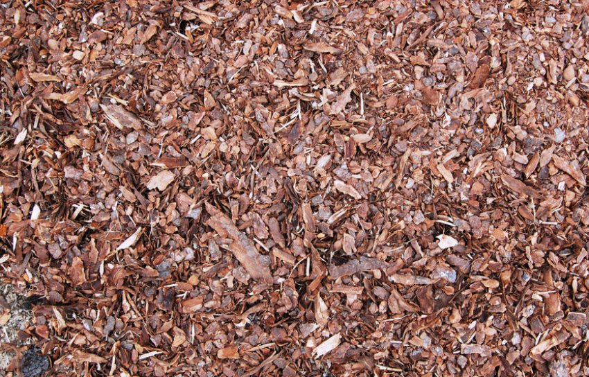 Мульчирование сухой корой Мульчирование сухой корой