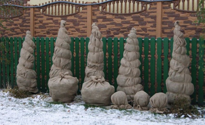 Укрытие туи на зиму Укрытие туи на зиму