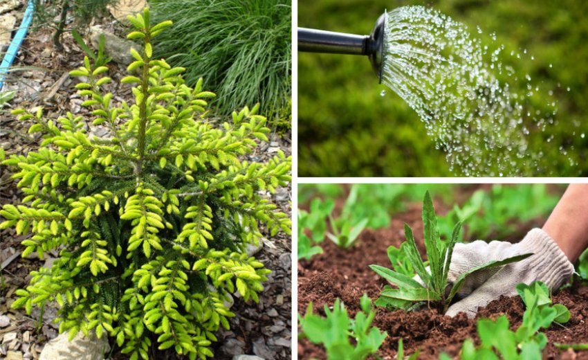 Условия для выращивания ели Условия для выращивания ели