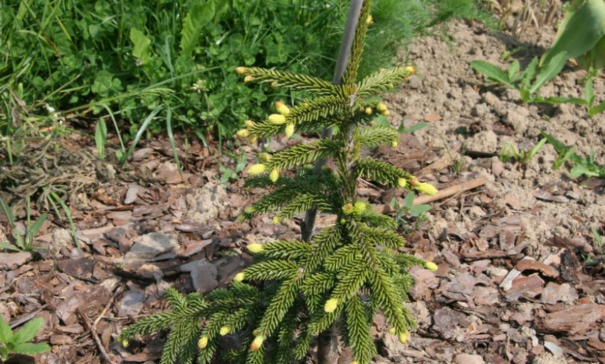 Ель восточная Ауреоспиката Ель восточная Ауреоспиката
