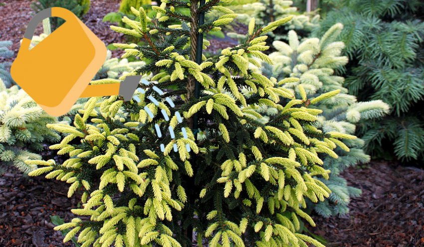 Полив ели Ауреоспиката Полив ели Ауреоспиката