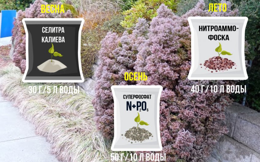 Підживлення кипарисовика Ред Стар Підживлення кипарисовика Ред Стар