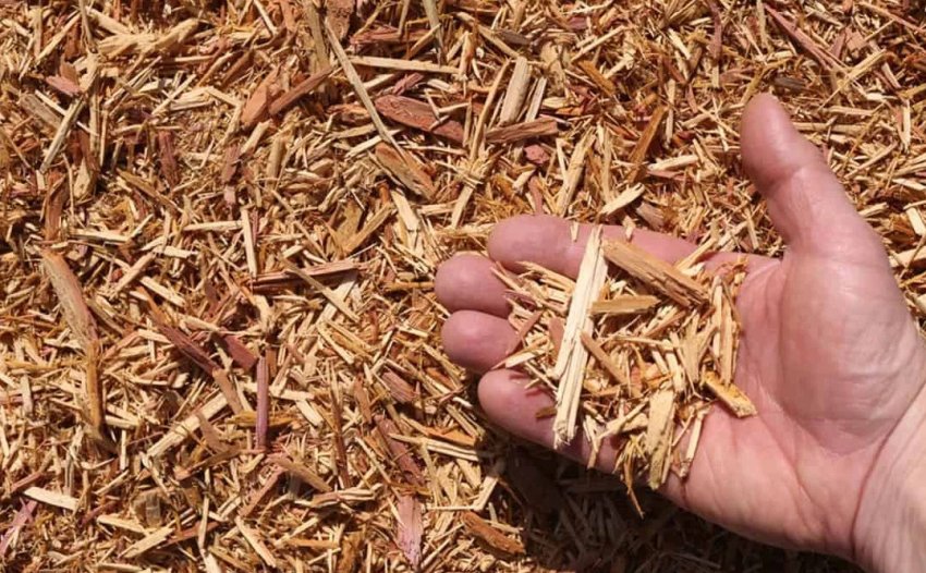 Мульчування кипарисовика деревними опилками Мульчування кипарисовика деревними опилками