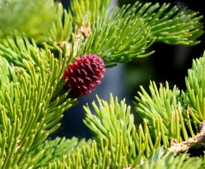 Описание ели аянской, её посадка и уход