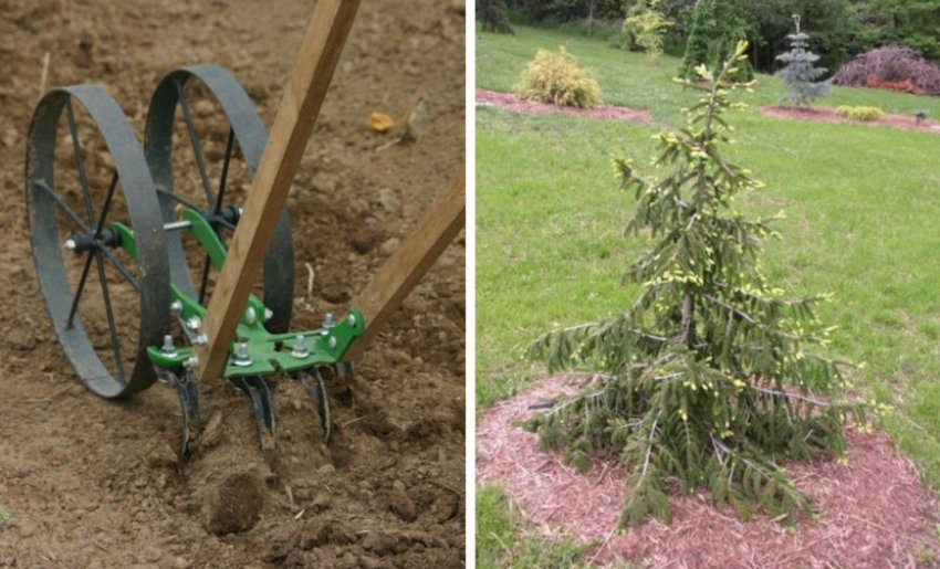 Рыхление и мульчирование вокруг ели Рыхление и мульчирование вокруг ели