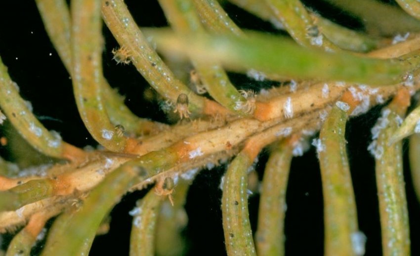 Хвойний павуковий кліщ Хвойний павуковий кліщ