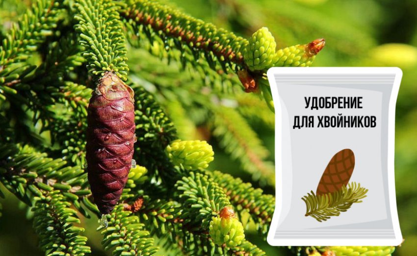 Подкормка для ели Ауреоспиката Подкормка для ели Ауреоспиката