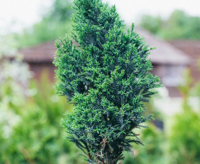 Посадка кипарисовика Лавсона сорта Элвуди и уход за ним в домашних условиях