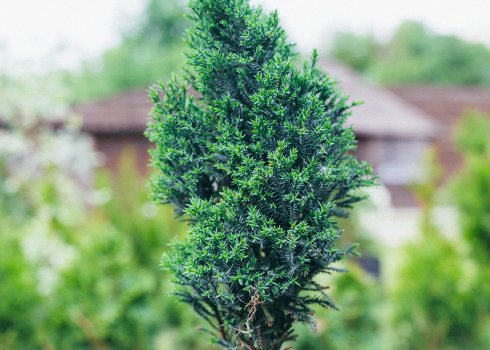 Посадка кипарисовика Лавсона сорта Элвуди и уход за ним в домашних условиях