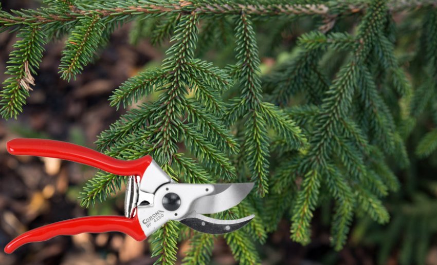 Обрезка ели Ауреоспиката Обрезка ели Ауреоспиката