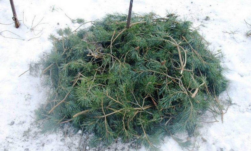 Укрытие молодой ели хвойными лапами Укрытие молодой ели хвойными лапами