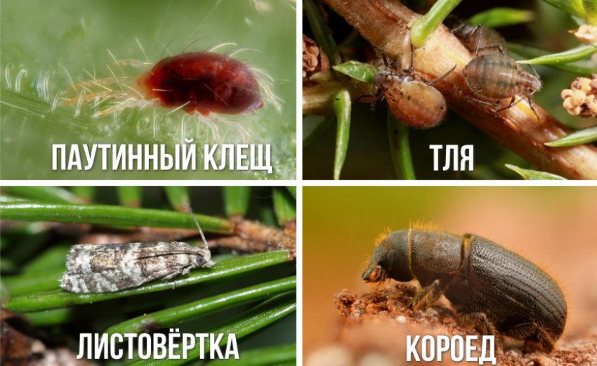 Вредители ели Вредители ели
