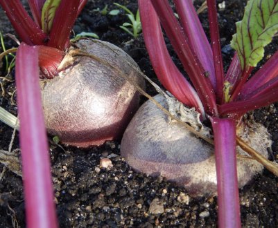 Чому буряк не росте або росте погано і як усунути причини проблеми