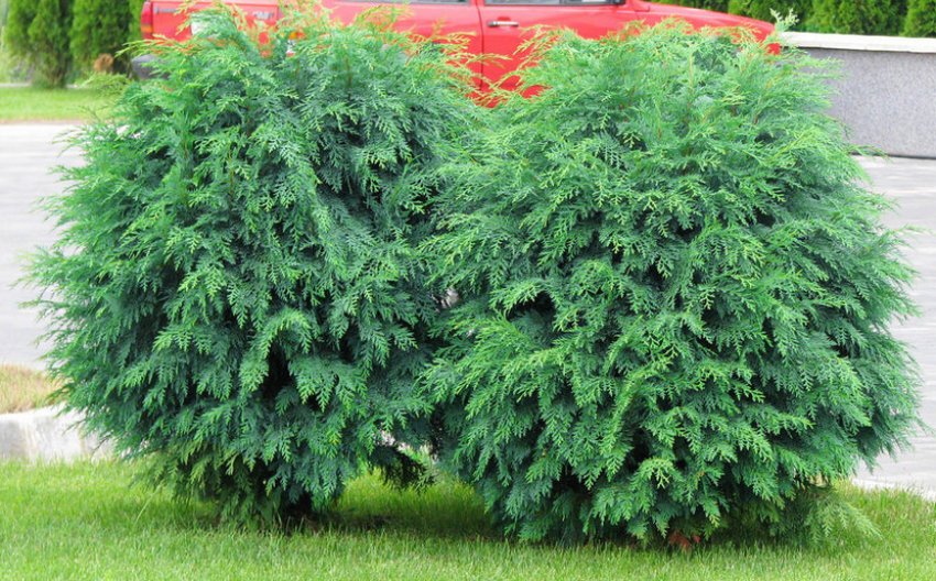 Глобоза Глобоза