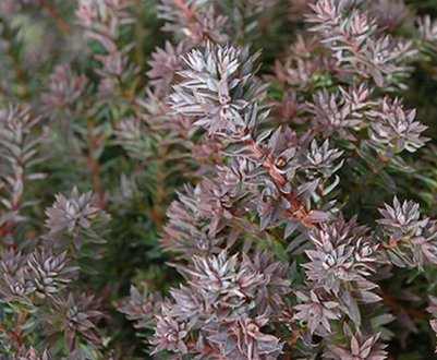 Кипарис туєвидний "Red Star": опис рослини, її посадка і догляд