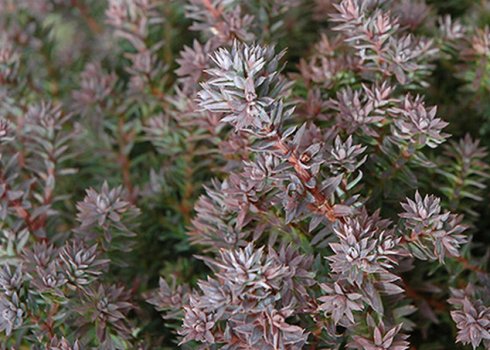 Кипарис туєвидний "Red Star": опис рослини, її посадка і догляд