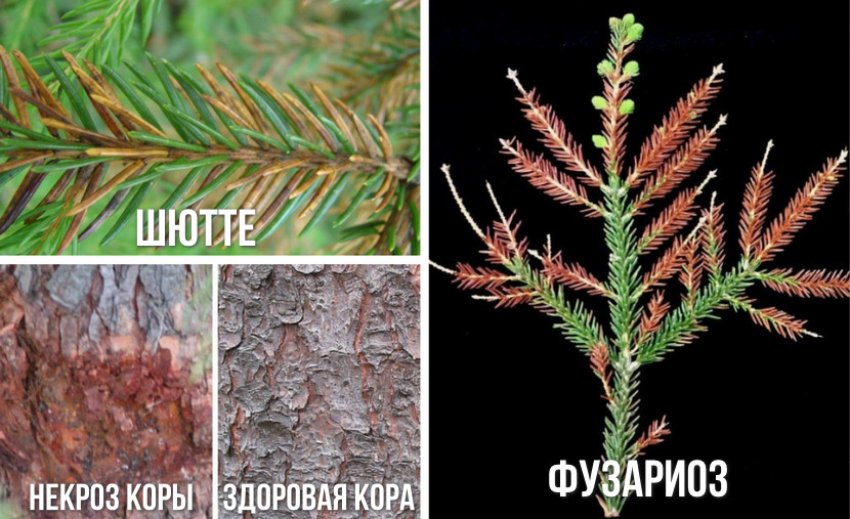 Болезни ели Болезни ели