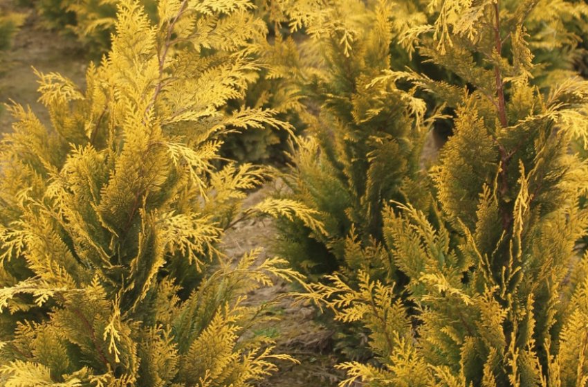 Туя Stardust Туя Stardust