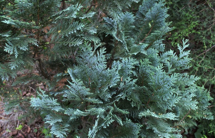 Алумі Алумі