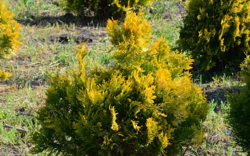 Санкіст Санкіст