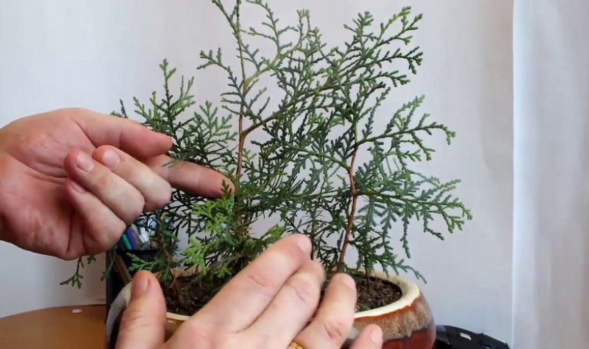 Обрізка кипарисовика Обрізка кипарисовика