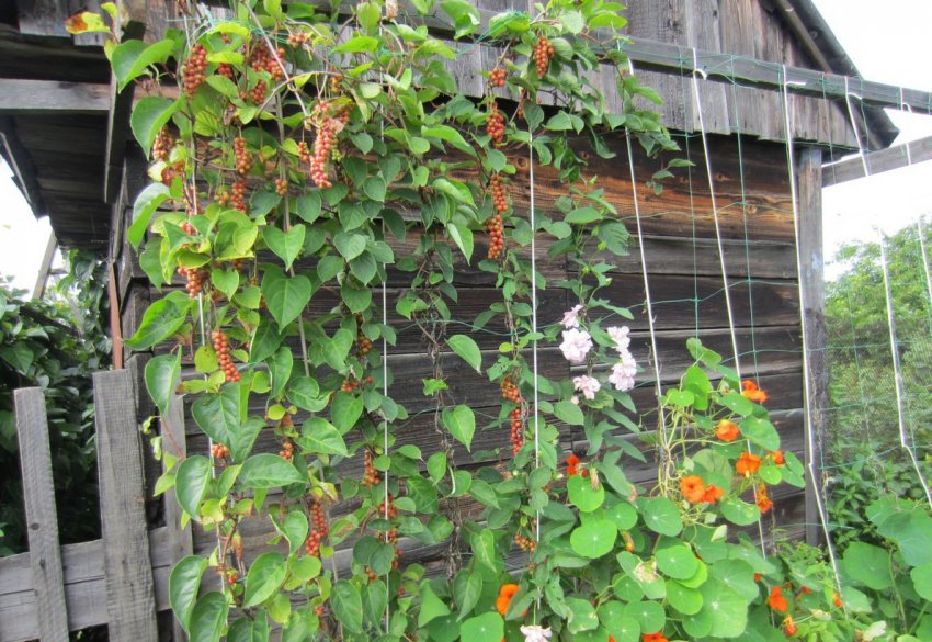 Лимонник китайський Лимонник китайський