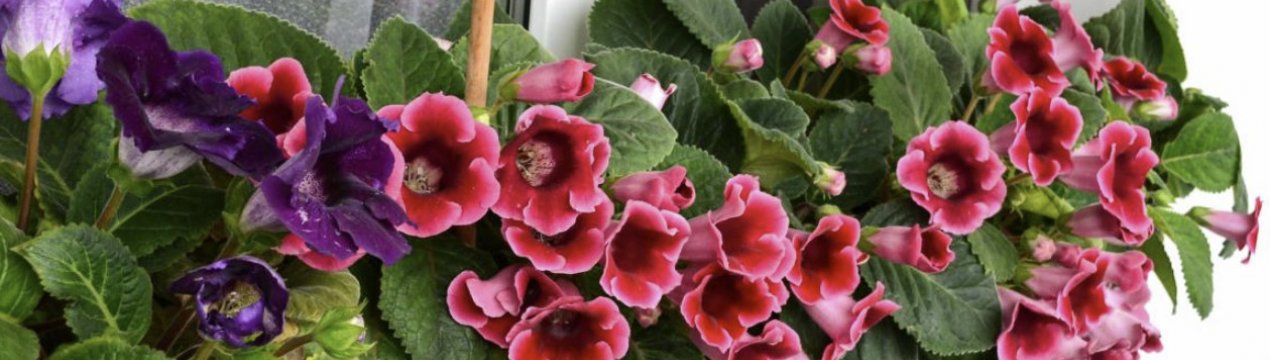 Посадка глоксинії і догляд за нею в домашніх умовах
