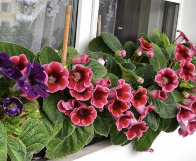 Посадка глоксинії і догляд за нею в домашніх умовах