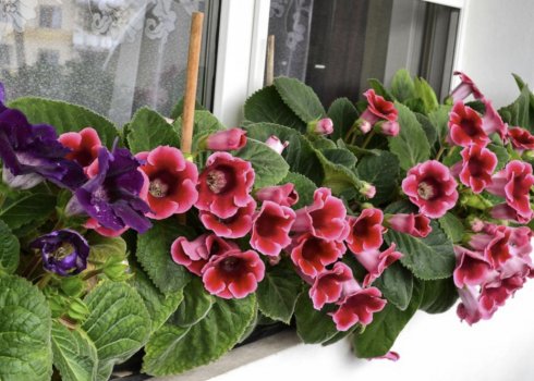 Посадка глоксинии и уход за ней в домашних условиях