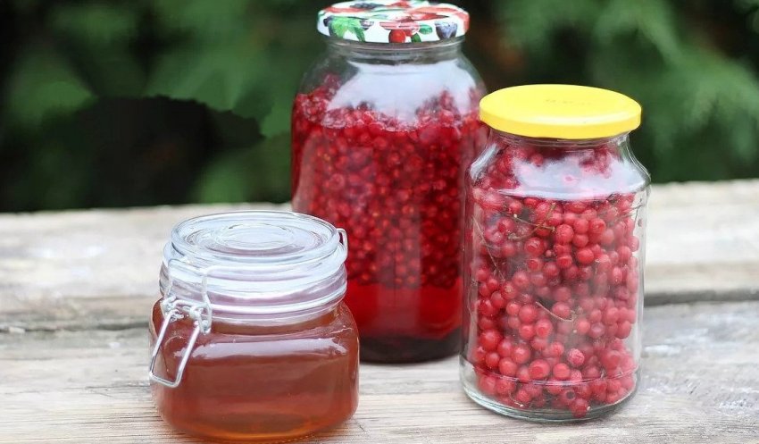 Настій ягід та насіння китайського лимонника Настій ягід та насіння китайського лимонника