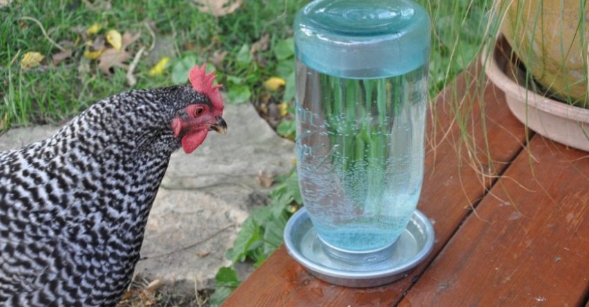Поїлки для курей