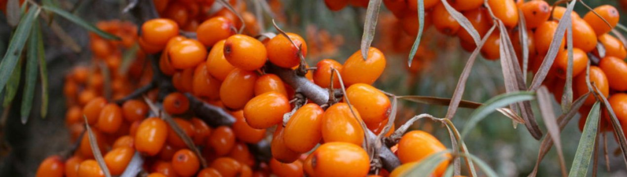 Опис таволги Теньга, її посадка та догляд