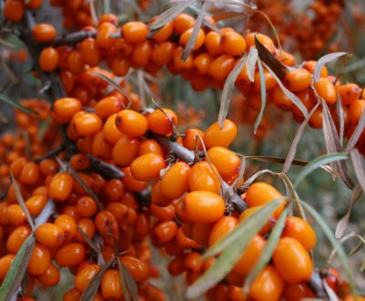 Опис таволги Теньга, її посадка та догляд