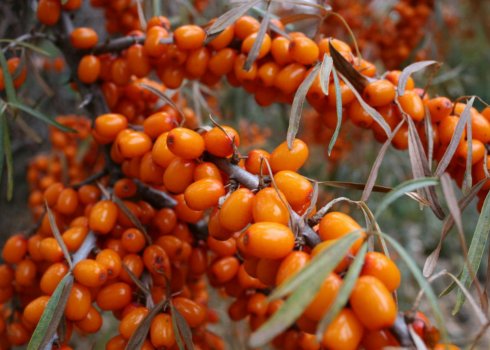 Описание облепихи Теньга, её посадка и уход