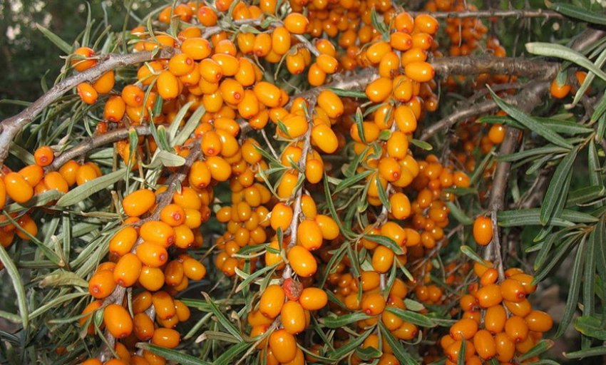 Обліпиха Тенга