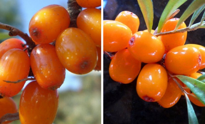 Ягоди обліпихи Теньга