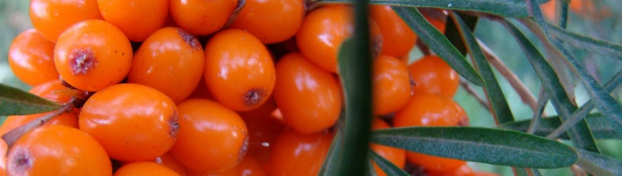 Описание облепихи Ажурной, посадка и уход за ней