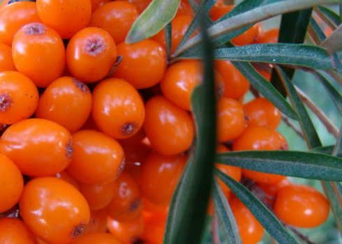 Описание облепихи Ажурной, посадка и уход за ней