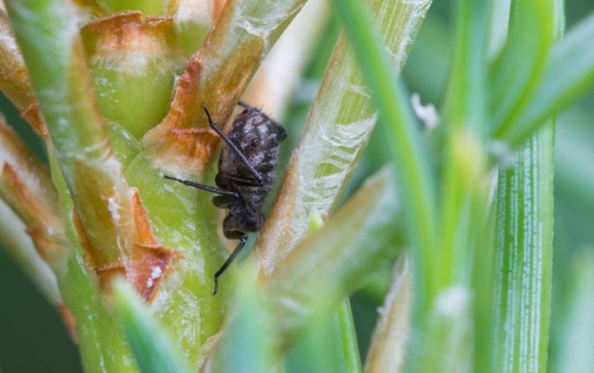 Пихтовая тля Пихтовая тля