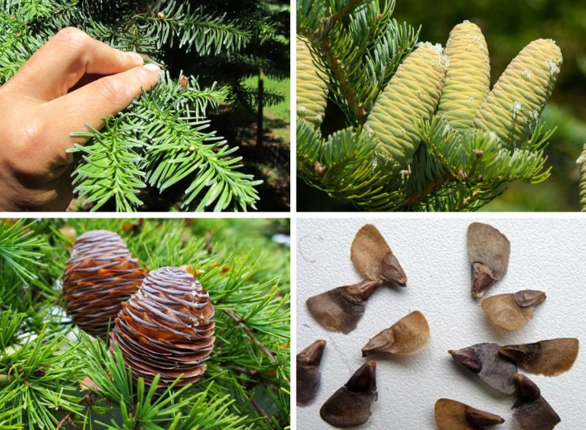 Размножение пихты Размножение пихты